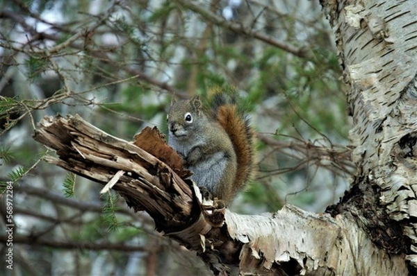Obraz squirrel on a birch branch