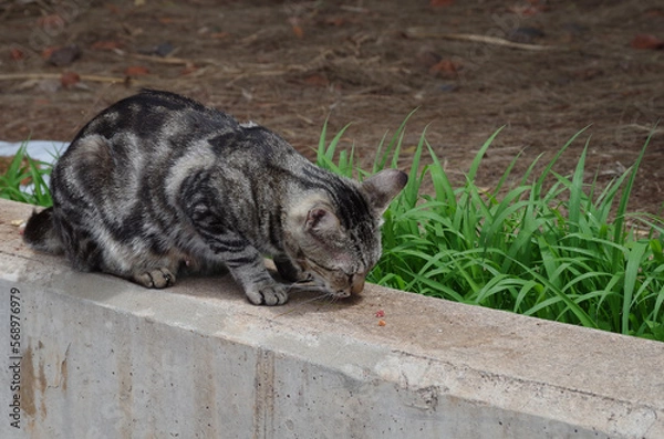 Obraz Cat eating on a wall