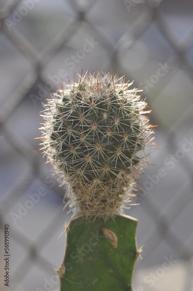 Fototapeta cactus with thorns