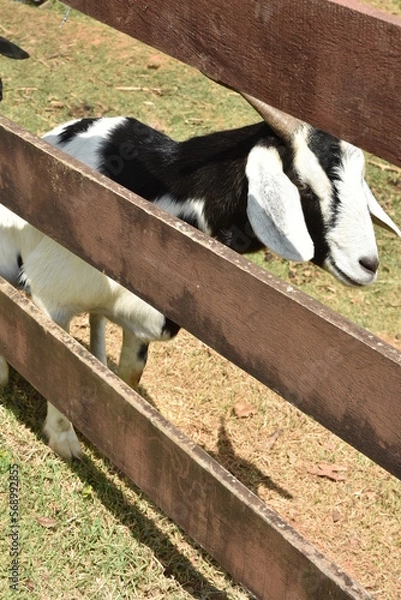 Obraz black and white cows