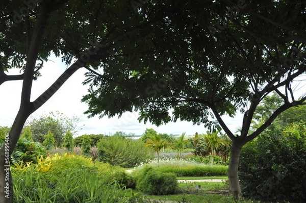 Obraz trees in the park