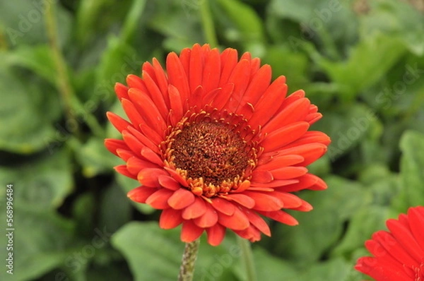 Obraz red dahlia flower