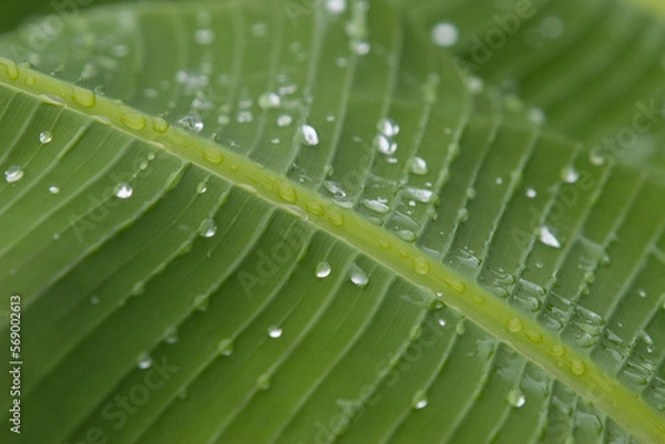 Obraz water drops on leaf