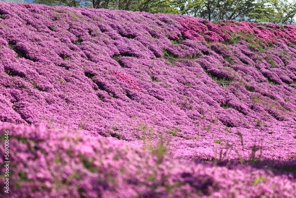 Obraz 力強く咲く芝桜