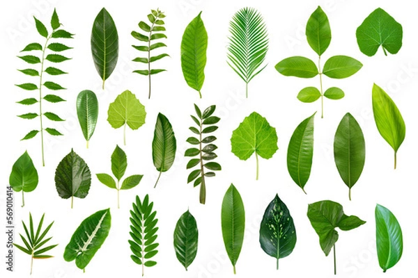 Fototapeta collection of green leaves isolated on white background.