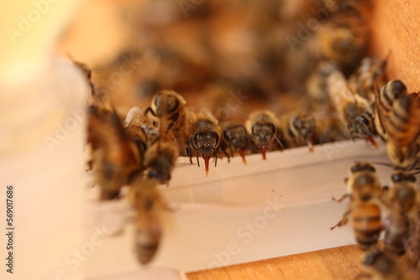 Fototapeta Apismelifera