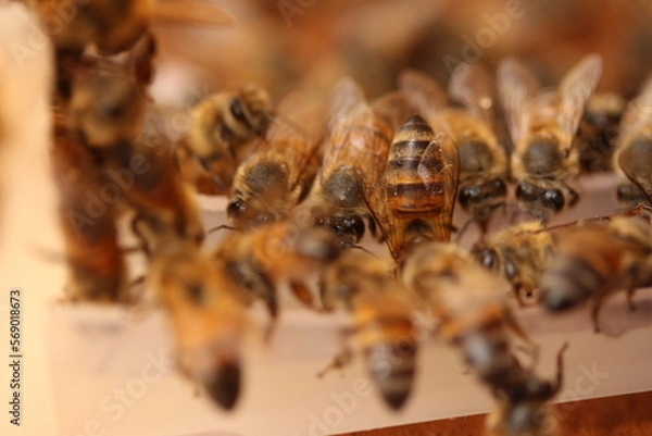 Obraz bee on the ground