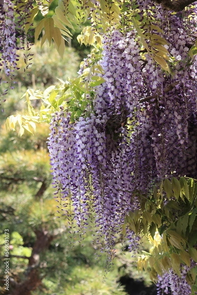 Obraz 色鮮やかな紫の藤の花