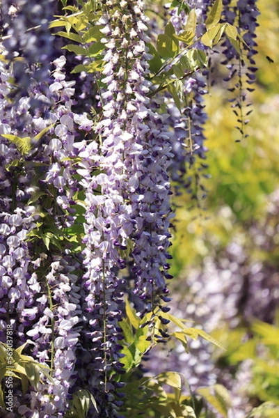 Obraz 色鮮やかなに咲く紫色の藤の花