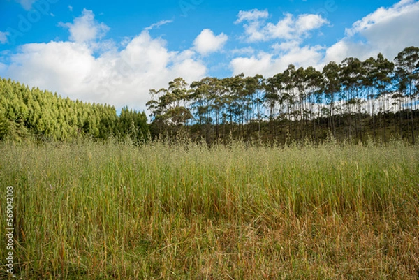 Fototapeta Landscape with wheat cypress and pine trees