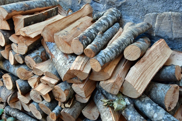 Obraz Logs and branches