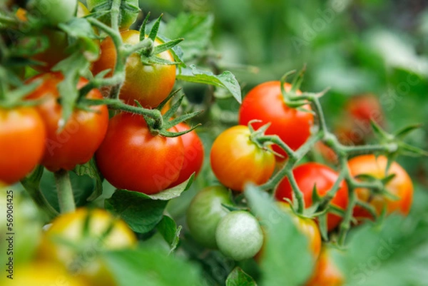 Obraz Close up of clusters of organically homegrown cherry tomatoes at various stages of ripening growing in a container in a kitchen garden