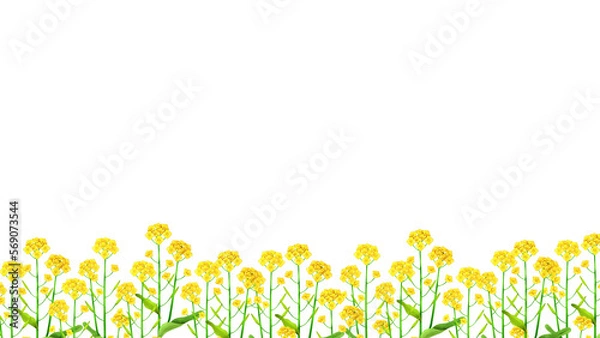 Obraz 菜の花畑の水彩風背景フレームイラスト