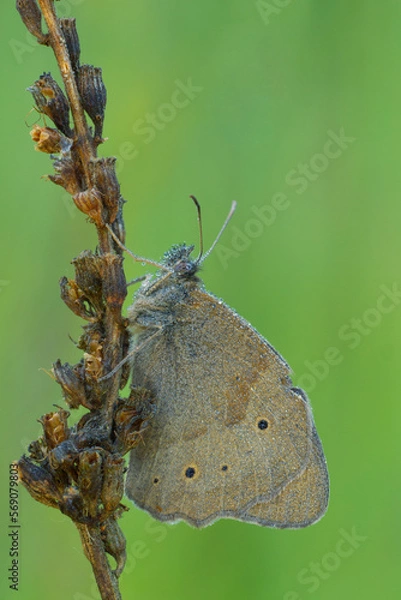 Obraz butterfly on leaf