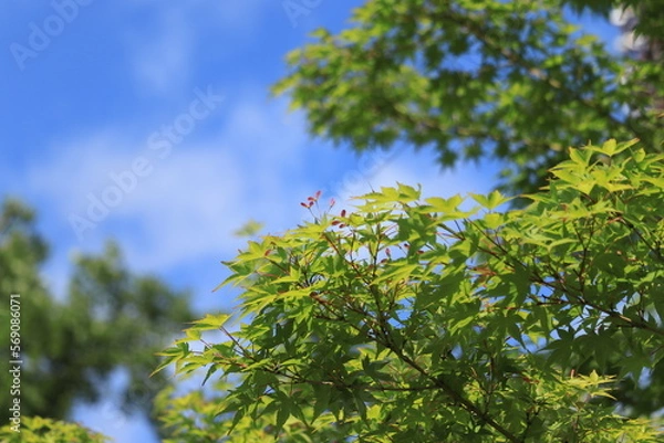 Obraz 新緑のもみじと青空