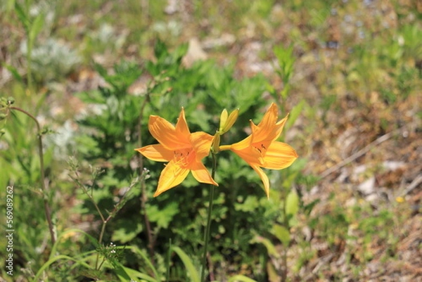 Obraz 高原に咲くニッコウキスゲ