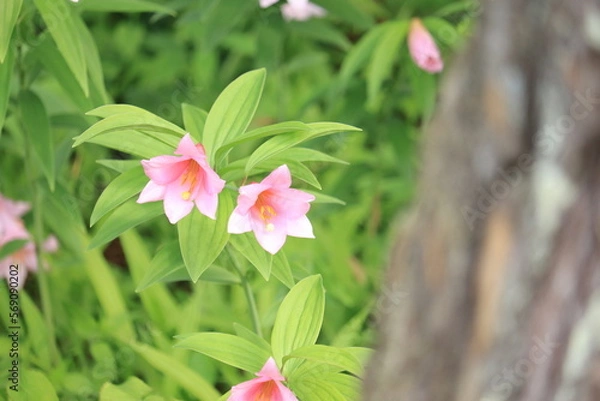 Obraz 唄うようにさくひめさゆり