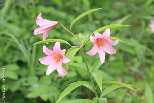 Obraz 唄うように咲くひめさゆり