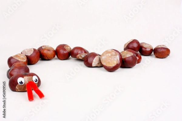 Obraz Wąż kasztanowy