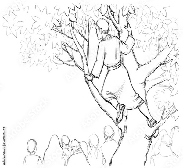 Fototapeta Zacchaeus. The man in the tree looks out into the crowd. Pencil drawing