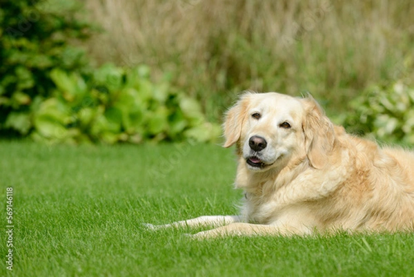 Fototapeta dog golden retriever lying on meadow in the garden