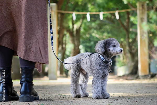 Fototapeta トイプードルを連れて女子旅　瀬戸内海の島巡り