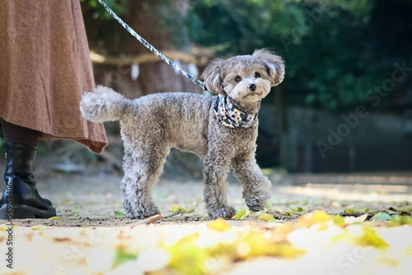 Fototapeta トイプードルを連れて女子旅　瀬戸内海の島巡り