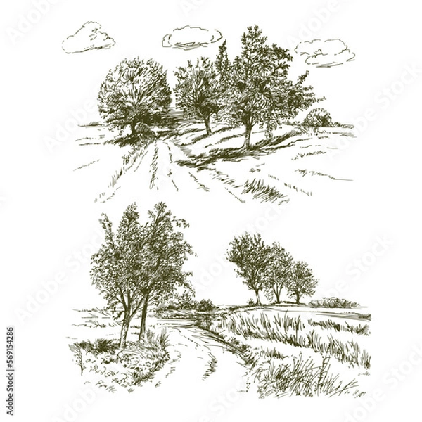Obraz Rural landscape, meadows and trees.
