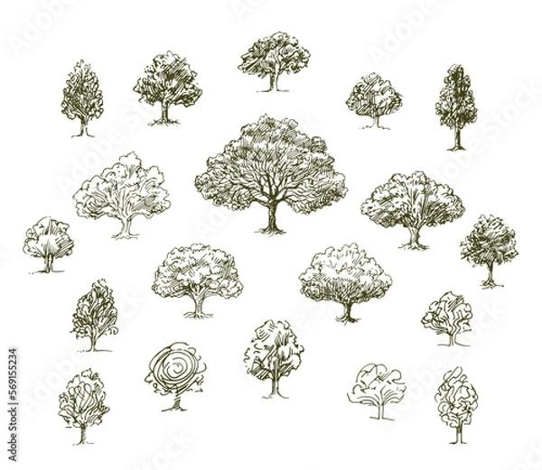 Obraz Set of various trees, hand drawn illustration.