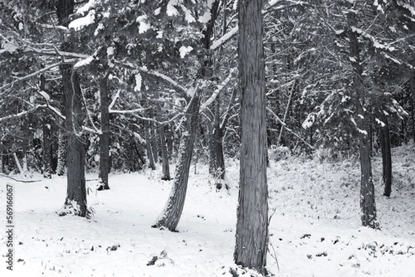 Obraz 雪に覆われた森林の木々