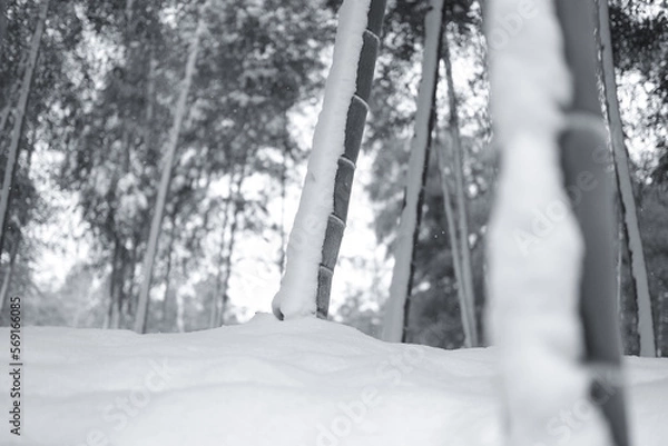 Obraz 雪に覆われた竹林