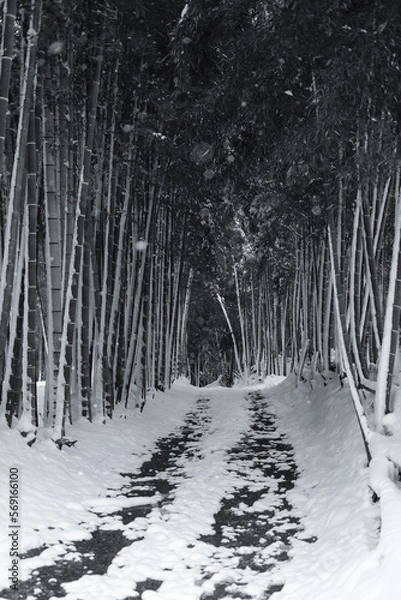 Obraz 雪に覆われた竹林の小道