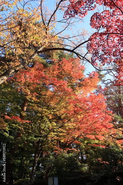 Obraz 青空の下で色ずく木々