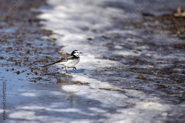 Obraz bird on the beach