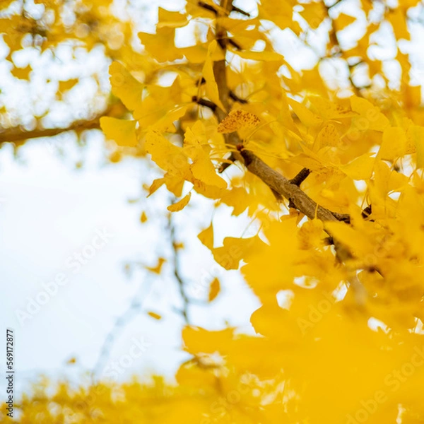 Obraz autumn leaves background