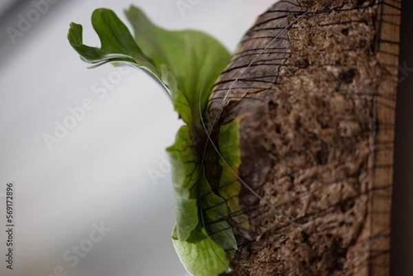 Obraz caterpillar on leaf