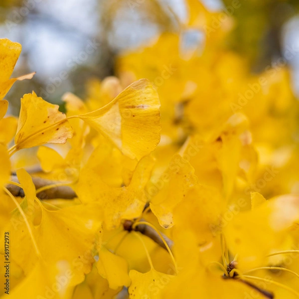 Obraz yellow autumn leaves