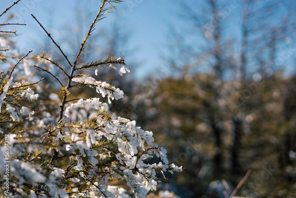 Obraz spring in the forest