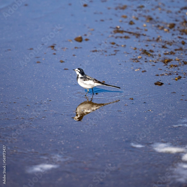 Obraz bird on the beach