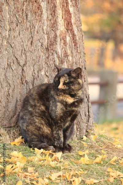 Obraz 銀杏の絨毯の上でにらみをきかせるトラ猫