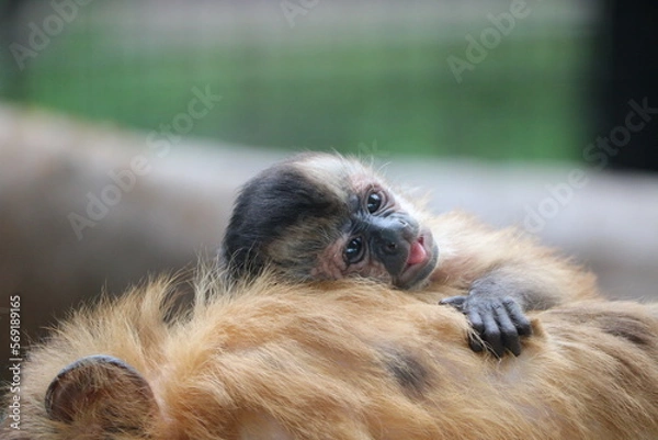 Fototapeta フサオマキザル