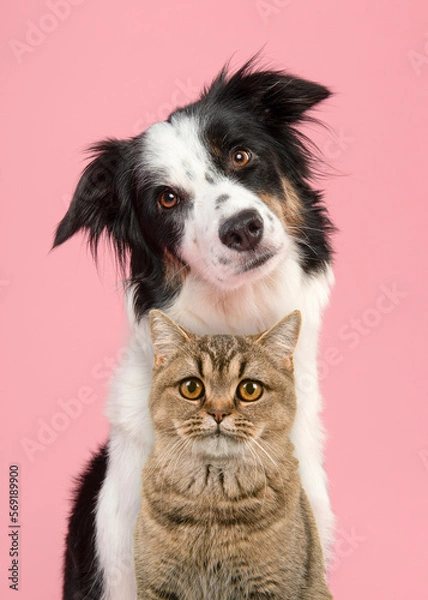 Fototapeta Portrait of a british shorthair cat and a border collie looking at the camera on a pink background