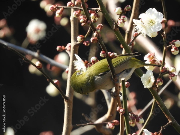 Fototapeta メジロ