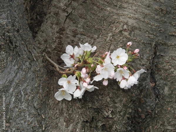 Fototapeta さくら