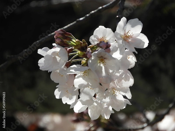 Fototapeta さくら