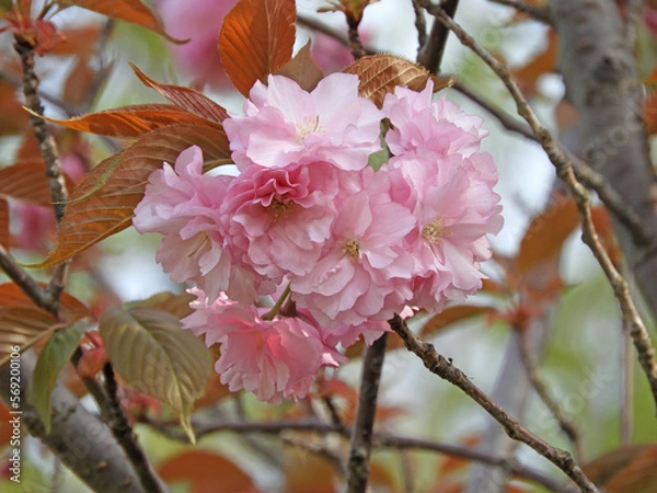 Fototapeta 八重ざくら