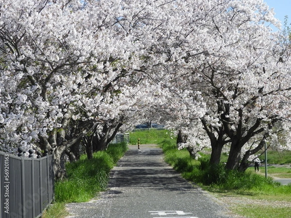 Fototapeta さくらトンネル