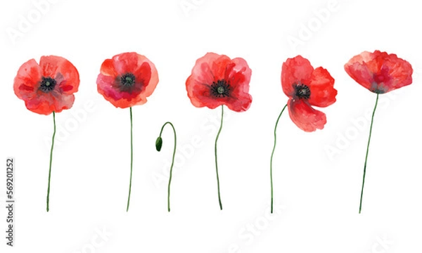 Fototapeta Vector set of red poppies. Colorful meadow wild flowers. Watercolor hand drawn illustration isolated on white background.