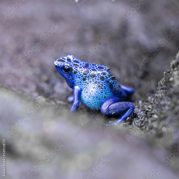 Obraz frog on a rock