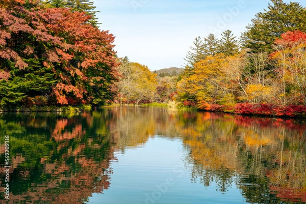Obraz autumn trees reflected in water